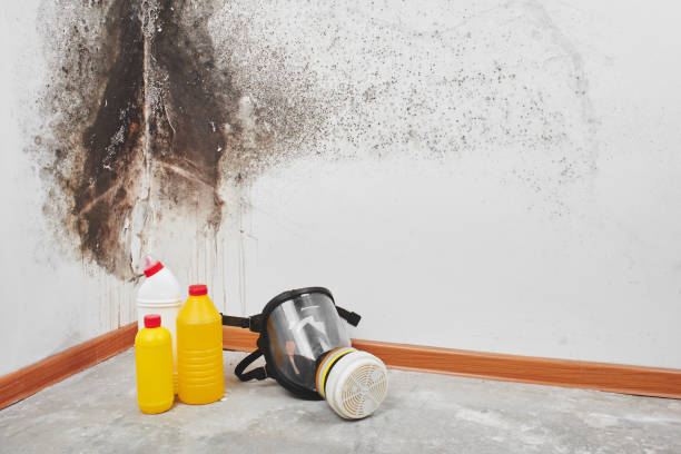 Best Attic Mold Remediation in Dollar Bay, MI