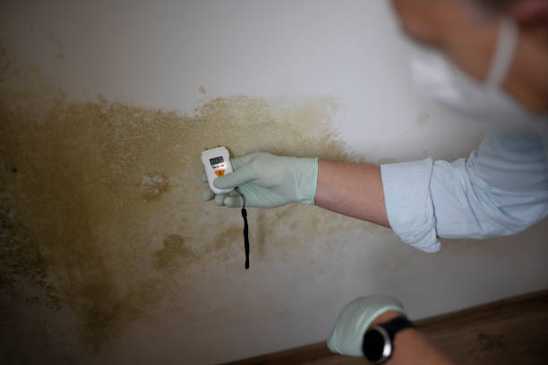 Best HVAC Mold Remediation in Dollar Bay, MI