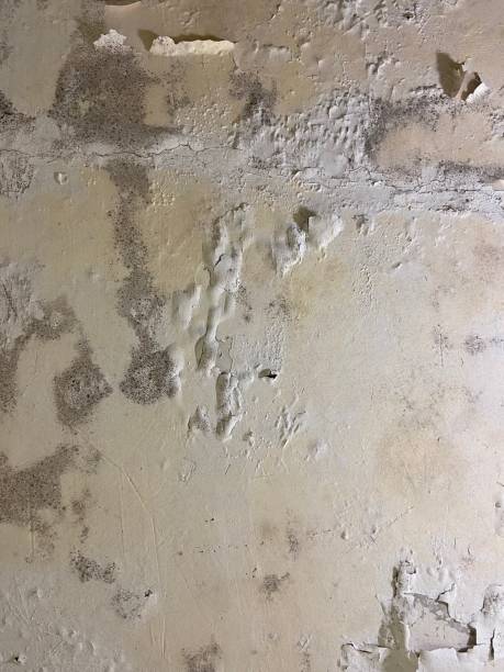 Best DIY Mold Remediation Support Services in Dollar Bay, MI