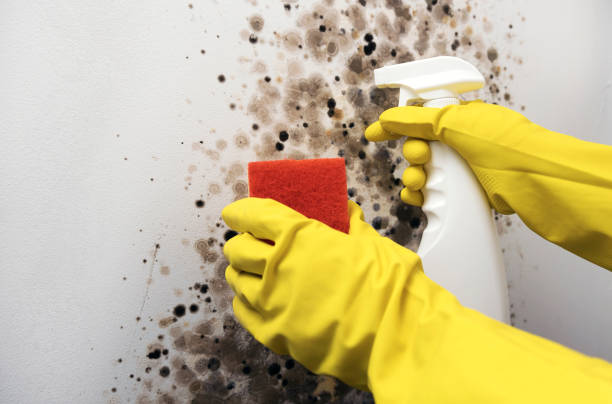 Best Bathroom Mold Remediation in Dollar Bay, MI